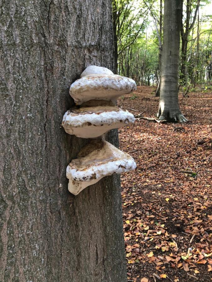 Appartamento Linden-Jachthoorn Lubbeek Esterno foto
